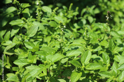 Wallpaper Mural Flowering Basil, an aromatic plant growing in the garden, great spice Torontodigital.ca