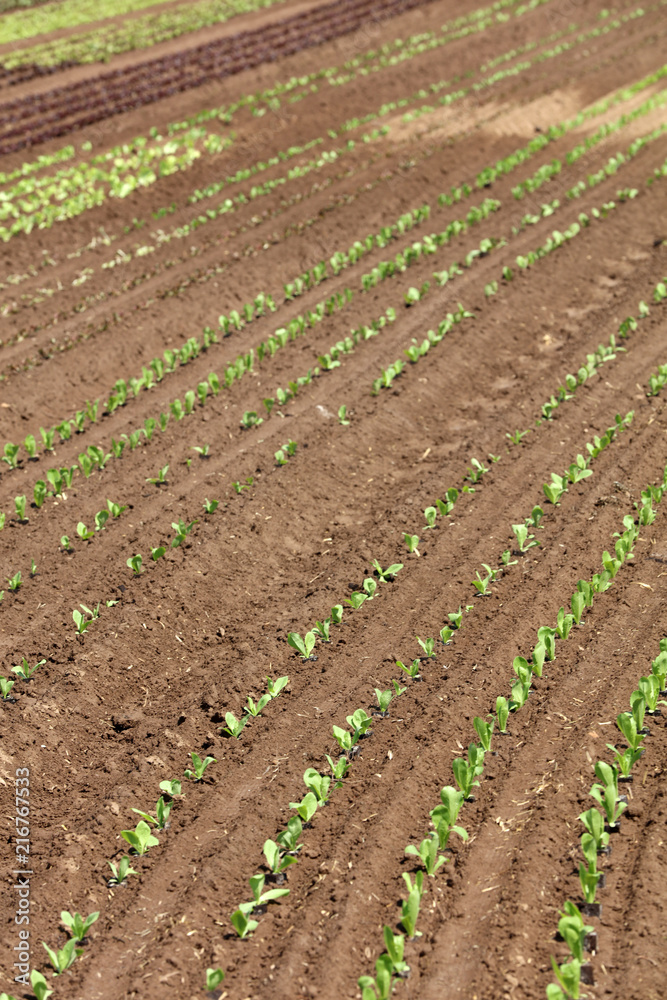Salat auf einem Feld Salat auf einem Feld