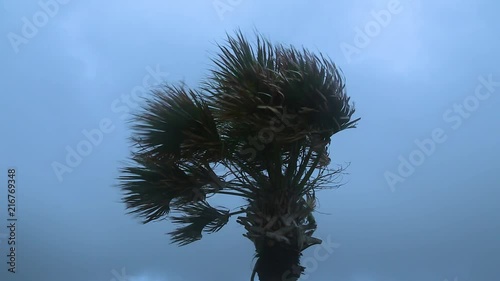 Palm tree in a windstorm. photo