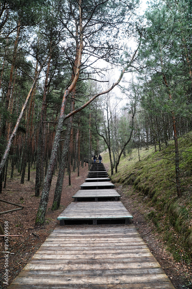 A walkway made of wood leading into a forest in a cloudy afternoon