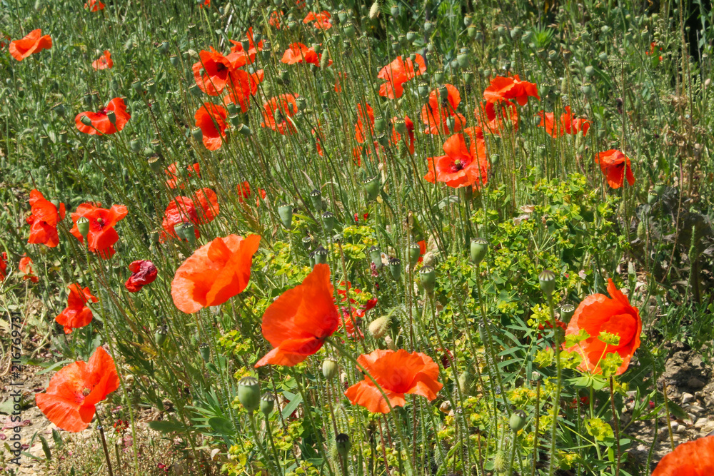 Fototapeta premium maki polne