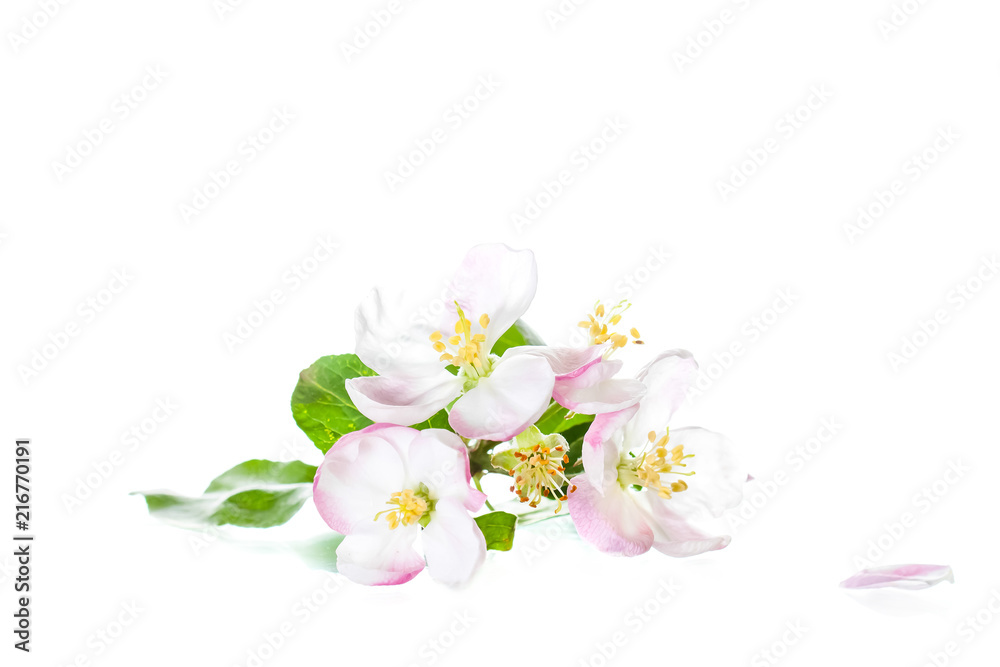 Beautiful flowers isolated on white background. Apple tree blossom. Floral wallpaper.