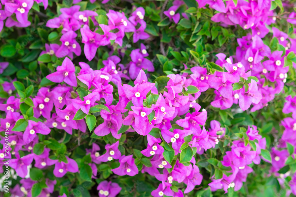 Close up bougainvillea paper flower in colorful color