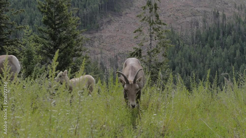 Mountain Goat Looking Directly At Camera Eating Grass On Side Of Mountain Mountain Goat Looking Directly At Camera Eating Grass On Side Of Mountain