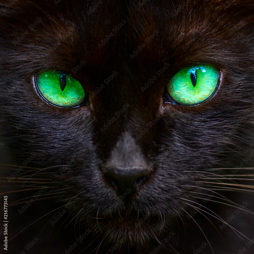 fluffy black cats with green eyes