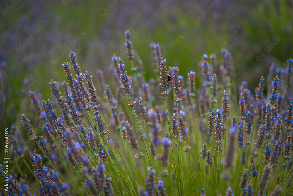 Naklejka premium Blooming Lavender Fields