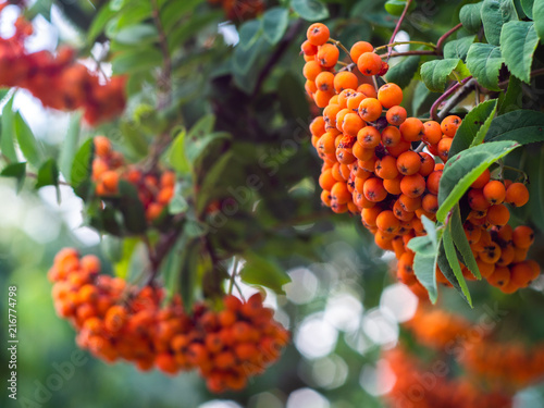 Rowan on a branch. Red rowan. Rowan berries on rowan tree. Sorbus aucuparia.