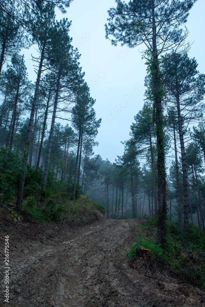 Fototapeta premium I walk through the forest under the mist