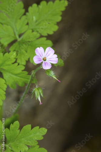 Fototapeta Naklejka Na Ścianę i Meble -  Herb robert geranium flower in Giuffrida Park in Meriden, Connecticut.