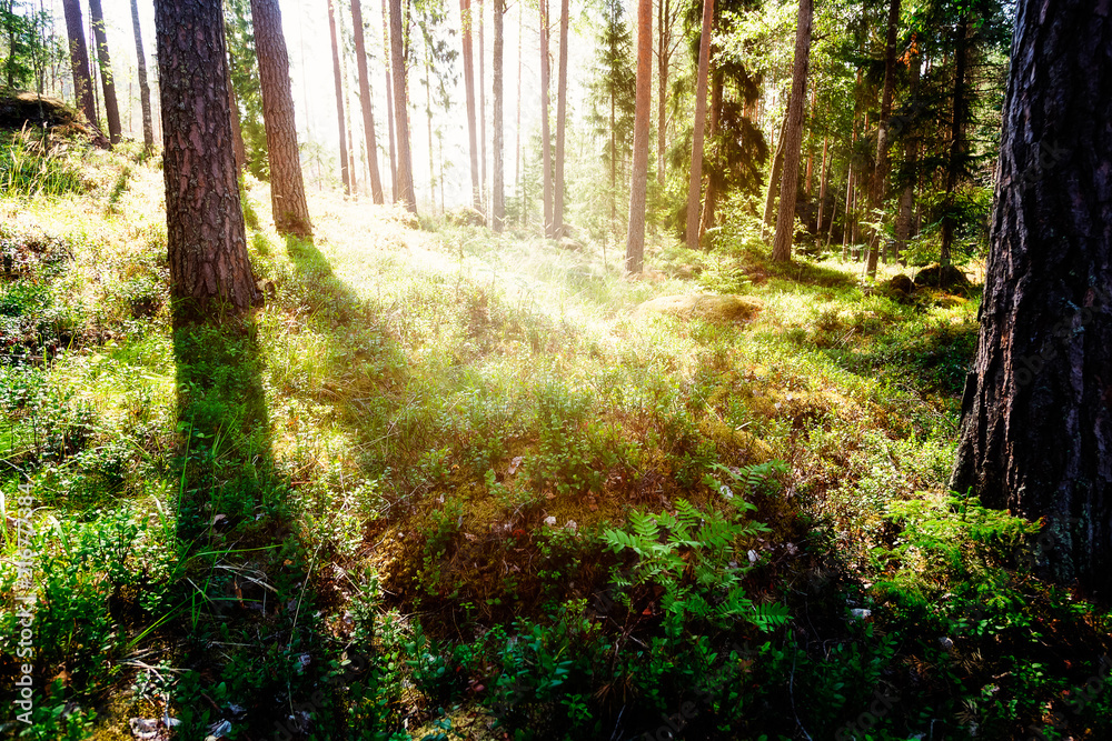 Obraz premium Summer landscape - in the forest on a Sunny day