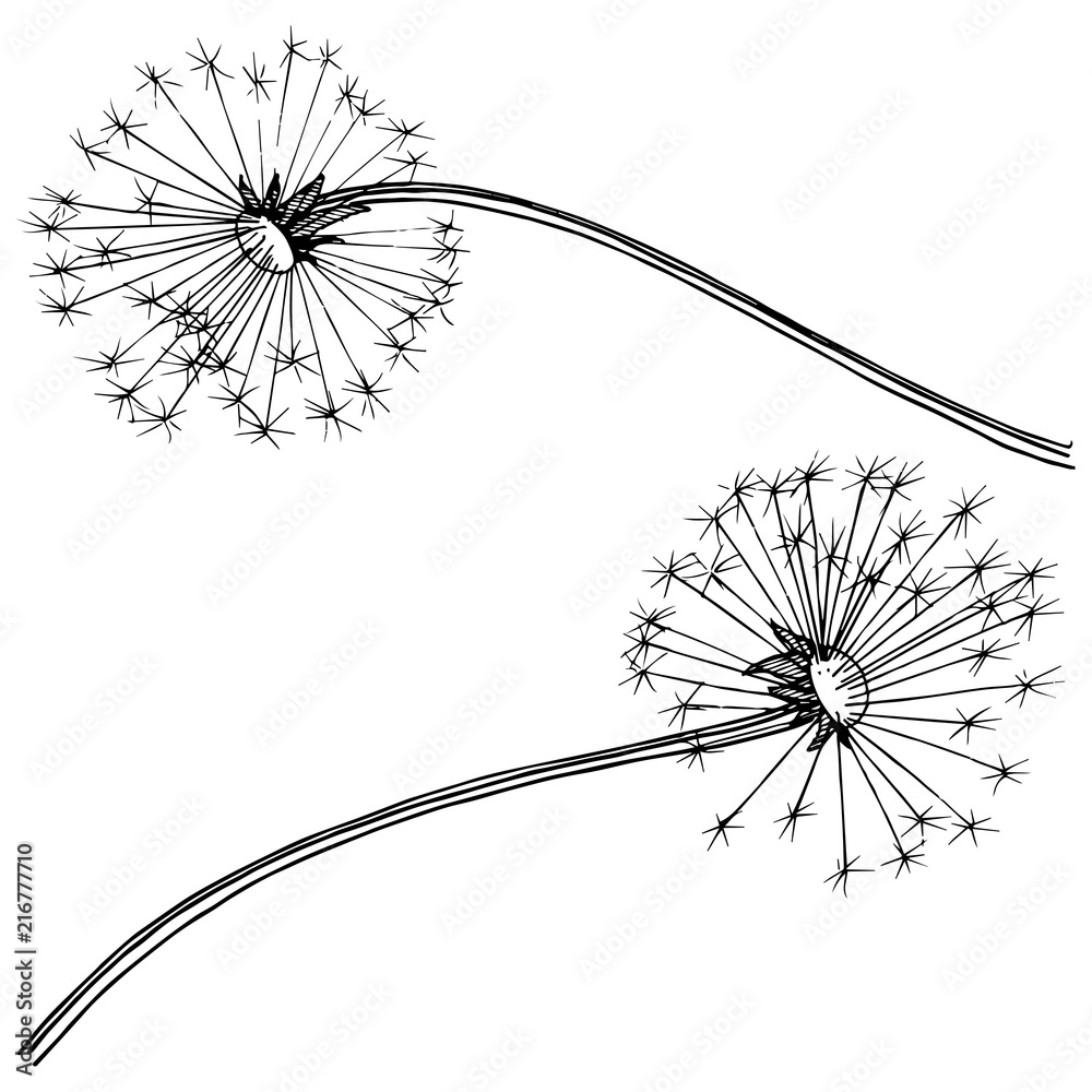 Obraz premium Wildflower dandelion in a vector style isolated. Full name of the plant: dandelion. Vector flower for background, texture, wrapper pattern, frame or border.