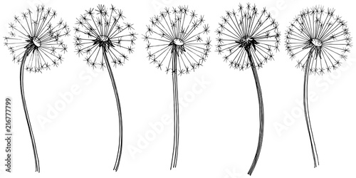 Naklejka Wildflower dandelion w wektorowym stylu odizolowywającym. Pełna nazwa rośliny: mniszek lekarski. Wektor kwiat na tle, tekstury, wzór opakowania, ramki lub granicy.