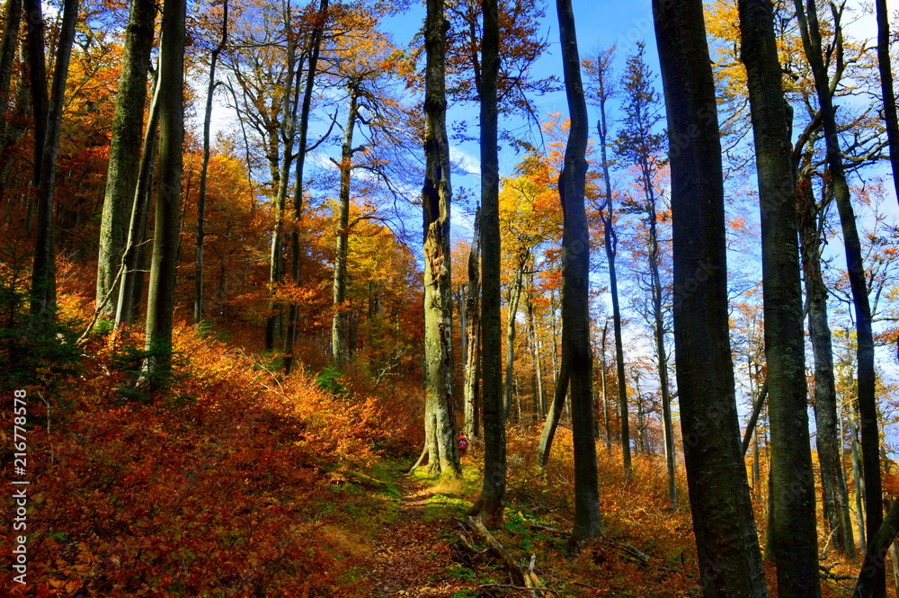 Obraz premium autumn trees