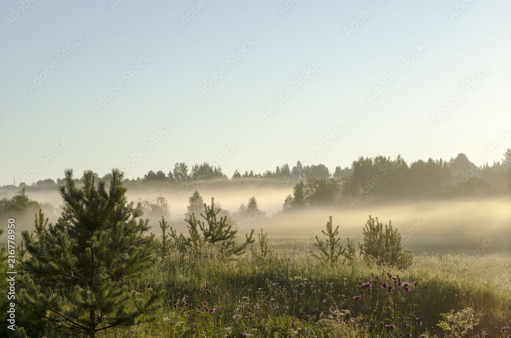 Summer sunrise in foggy forest