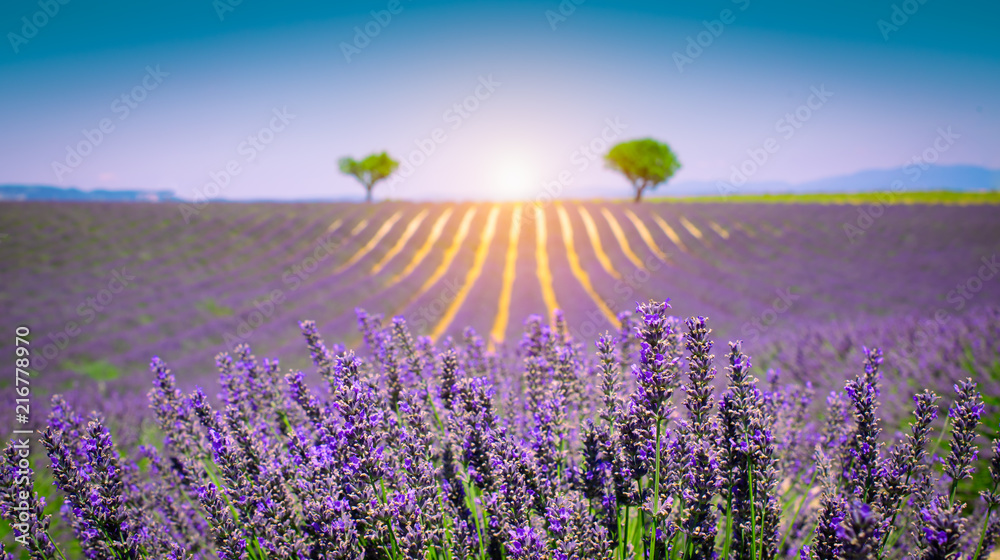 Lavender flower landscape in Provence, France. Focus on purple lavender flowers in foreground. Blurred field with two trees on the horizon and blue sky on the background.