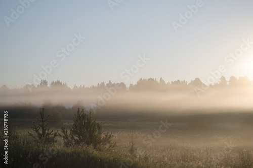 Summer sunrise in foggy forest