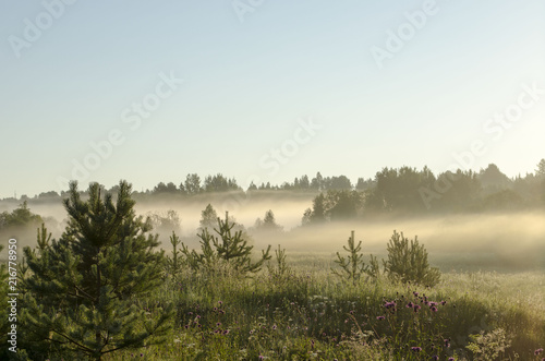 Summer sunrise in foggy forest