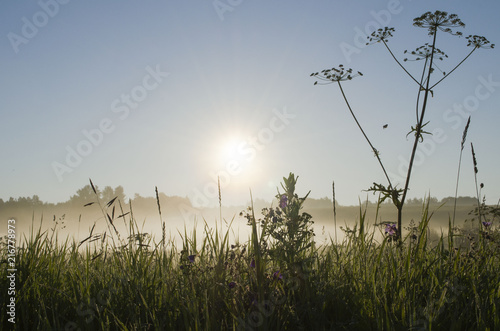 Summer sunrise in foggy forest