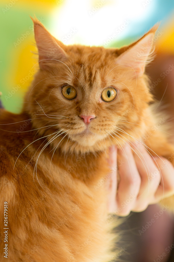 Fototapeta premium ginger cat surprised looking forward