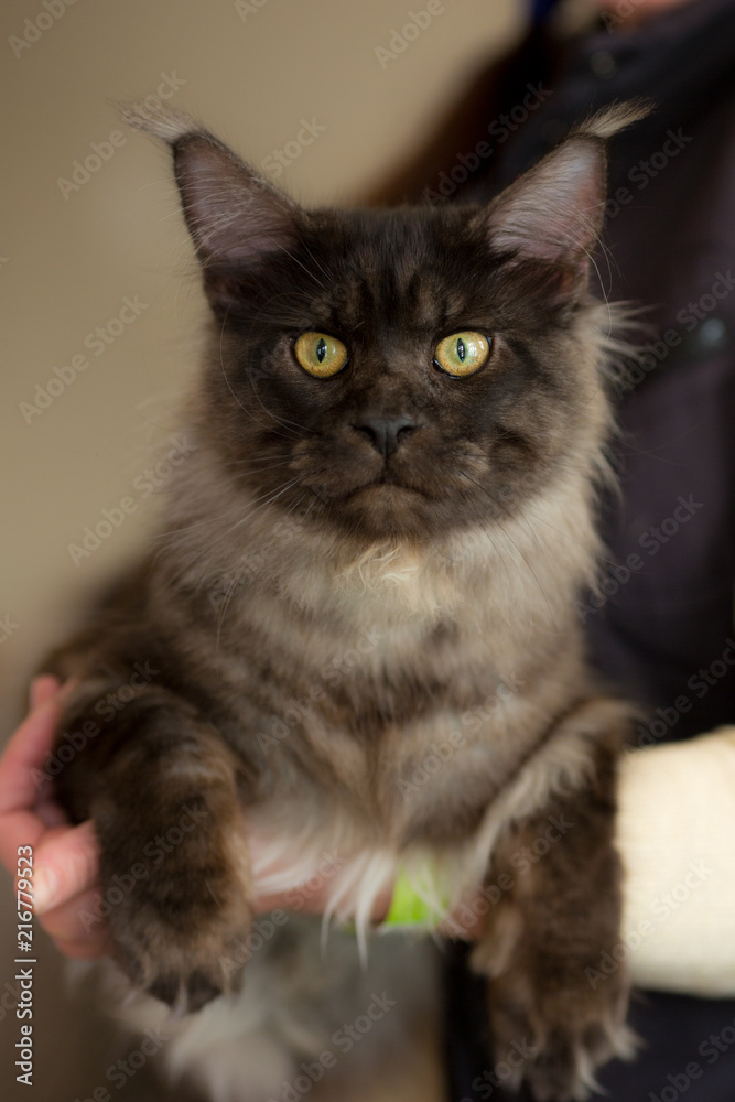 cat with big eyes resting in the hands of the mistress