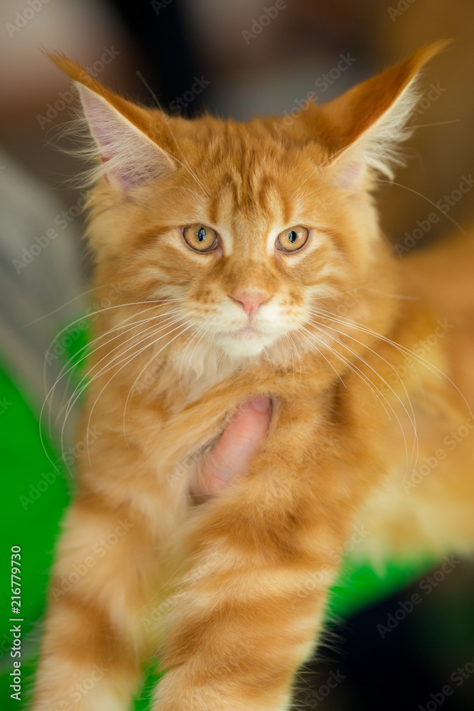 furry cat is in the hands of a woman furry cat is in the hands of a woman