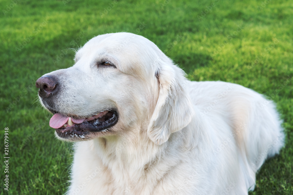 Slovak Cuvac dog. Slovak Cuvac dog.