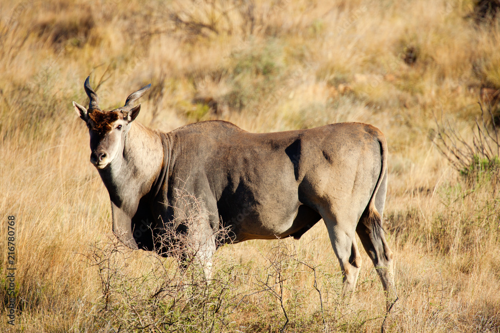 Eland Eland