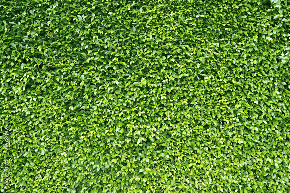Fototapeta premium Green Leaves background