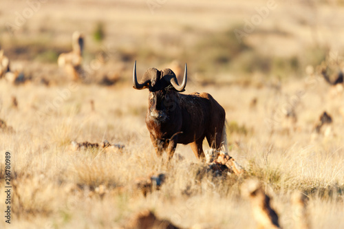 Fototapeta Naklejka Na Ścianę i Meble -  Black wildebeest