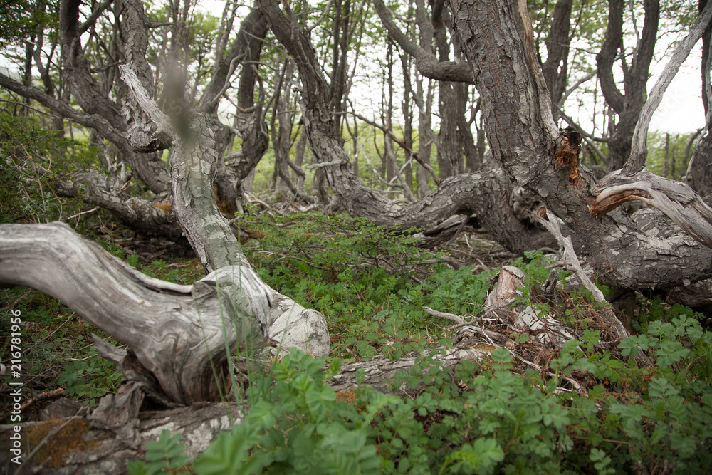 Wald Wald