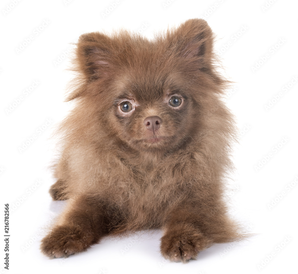 puppy pomeranian in studio