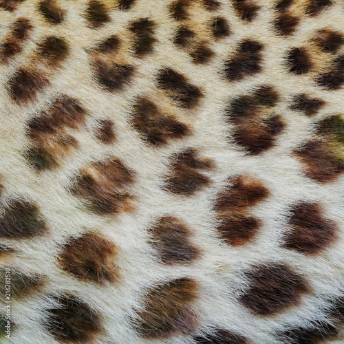Jaguar, leopard and ocelot skin texture.
