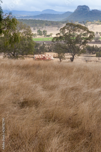 The rusty, time-worn roof of an old hayshed is almost hidden in the long grass at the edge of a remote farming community  in Queensland, Australia photo