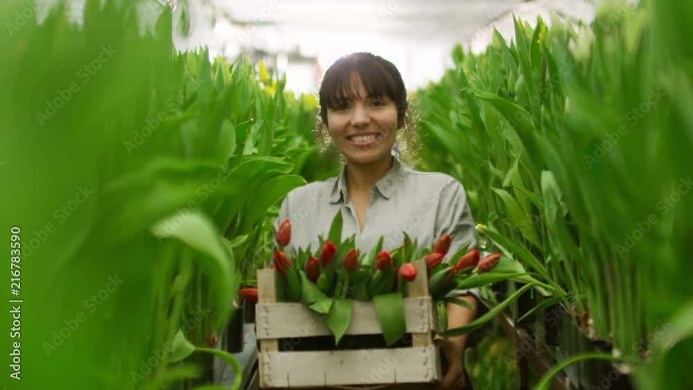 Medium shot of female Hispanic gardener smiling and carrying wooden box with cut red tulips while walking towards camera in greenhouse with raised flower beds Medium shot of female Hispanic gardener smiling and carrying wooden box with cut red tulips while walking towards camera in greenhouse with raised flower beds