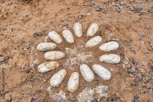 Excavation of dinosaurs. Petrified dinosaur eggs in the nest photo