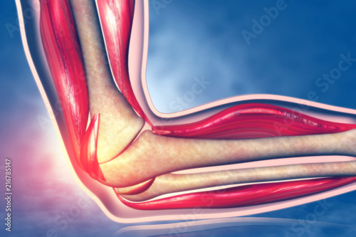 Anatomy of human elbow