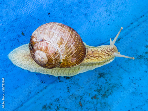 One grape snails on a piece of blue awning in the garden photo