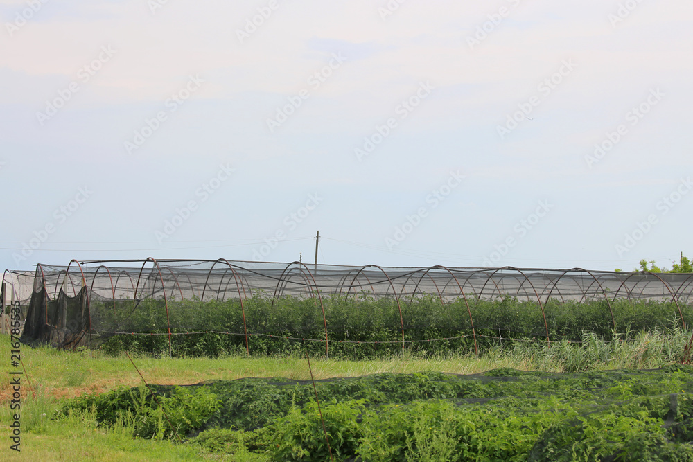 greenhouses for the production of vegetables in an area of agric