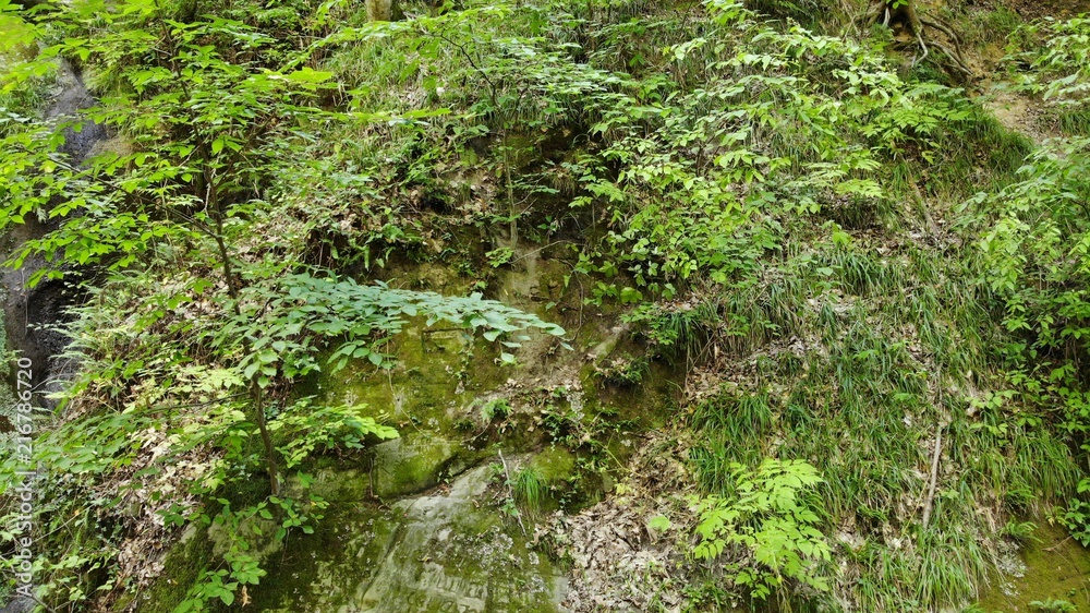 Obraz premium Bushes. Landscape.