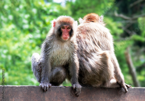 Japanese Macaque © BJFF