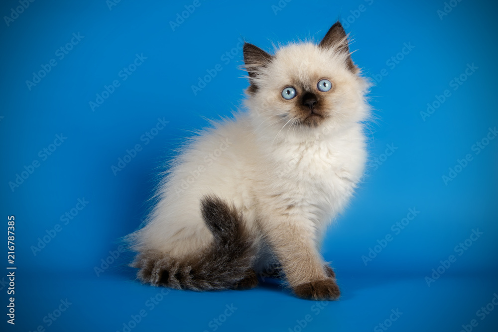 neva masquerade cat neva masquerade cat
