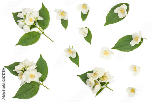 Canvastavla Jasmine flowers isolated on white
