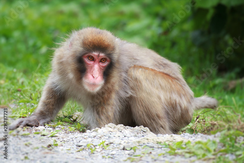 Japanese Macaque