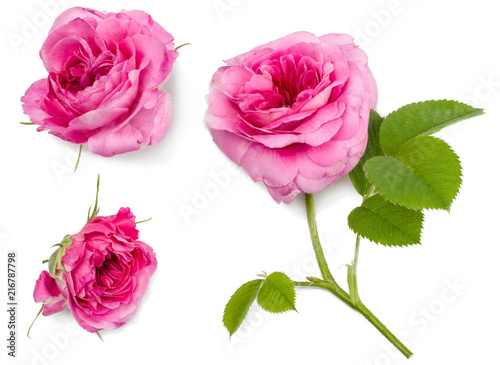 flowers of tea roses isolated on white  top view