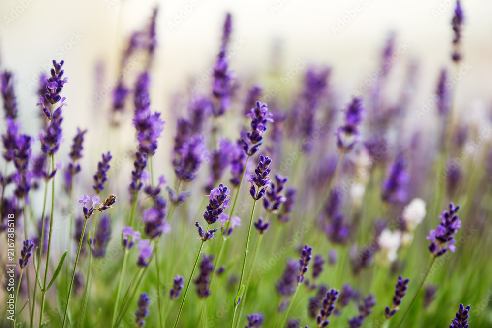 Picture of lavender flowers on field at sunlight Picture of lavender flowers on field at sunlight