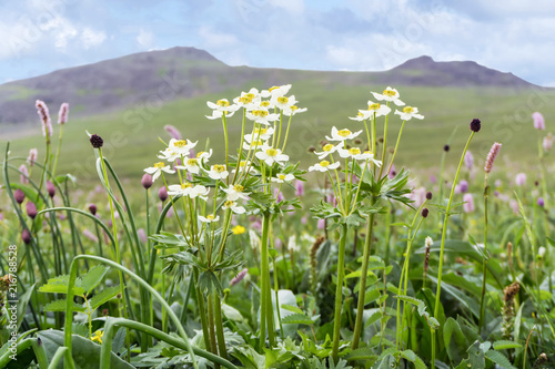flowering alpine meadow vegetation in sunlight on a blurred mountain background