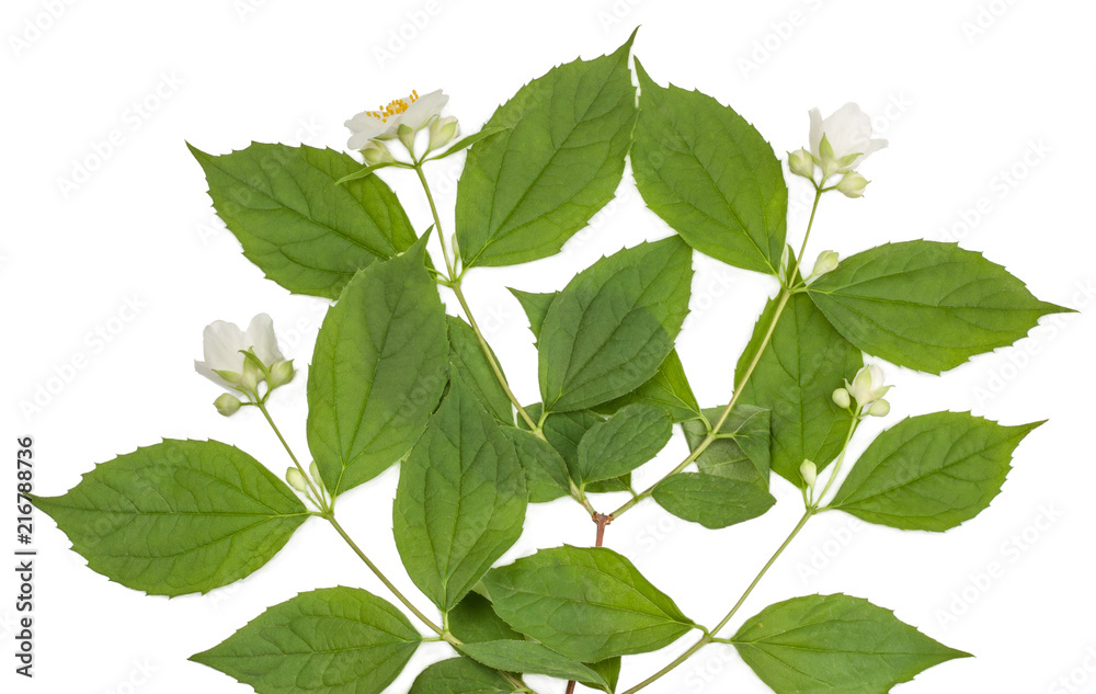 Fototapeta premium Jasmine flowers isolated on white