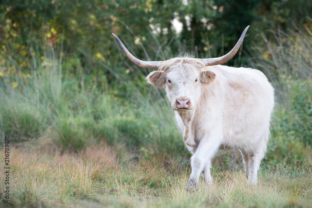 Highland Cow White Highland Cow White