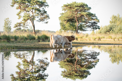 Highland Cows Reflection