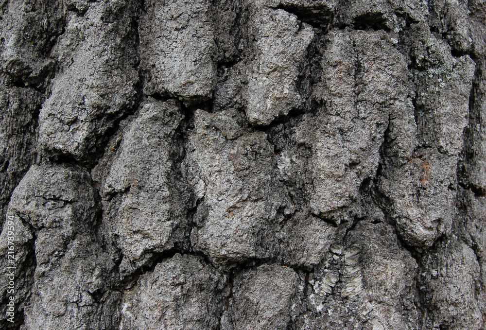 texture of oak bark texture of oak bark